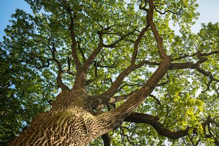 View looking from the ground up into a large tree filled with lush, green leaves