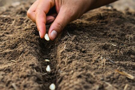 Farmer's hand planting seed in soil