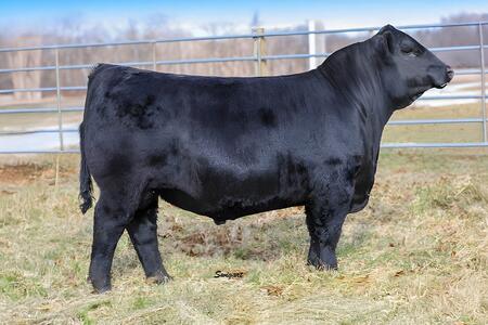 A black angus bull side view pose outdoors for sale catalog listing style