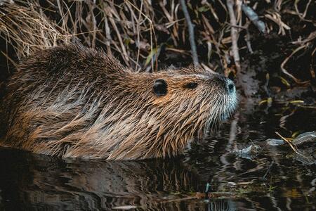 beaver in water