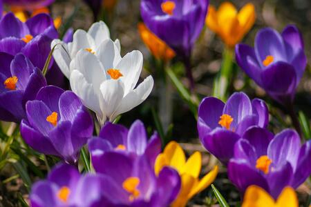 Purple, yellow, and white crocus flowers