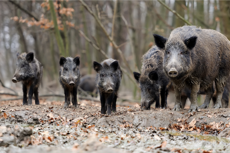 A group of feral pigs in a forest
