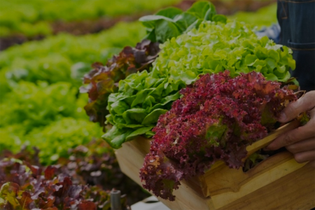 lettuce inside a wooden crate