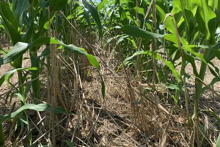 Looking at ground level between crop rows with corn growing through cover crop residue