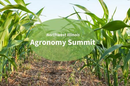 rows of young corn plants in a field