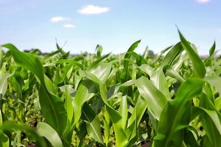 Green corn leaves and stalks growing in a field on a sunny, blue sky day