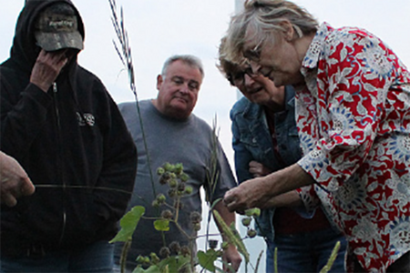 People looking at a weed