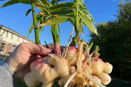 Ginger Crop 