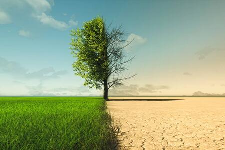 A split view of a tree in a field with one side healthy and green and the other barren