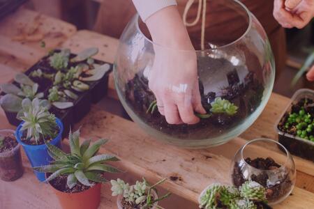 hand in a mini terrarium with succulents