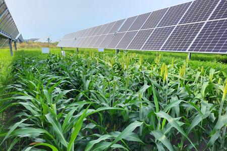 Corn growing next to solar panels