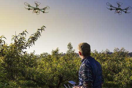 A man flies drones over shrubs. 