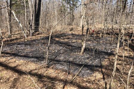A burned plot in a forest in late winter