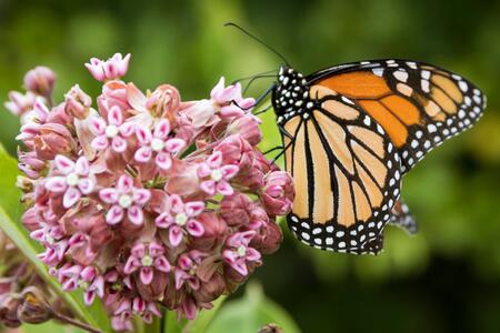 An orange and black monarch butterfly lands on a milkweed bloom