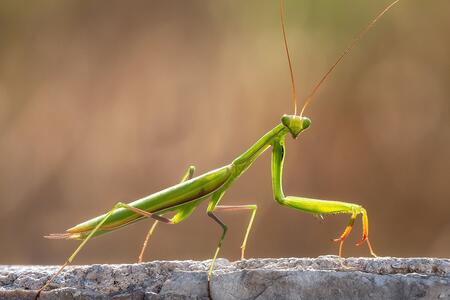 Praying mantis on ground
