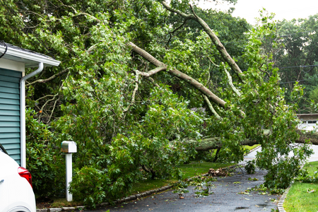 fallen, storm-damaged tree lies over a residential driveway