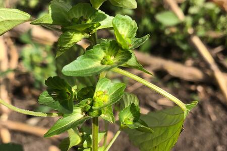 Green leafy stemmed Asian copperleaf plant in a farm field