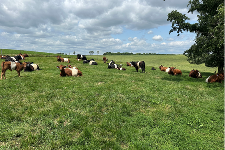 Calves laying and grazing in the pasture