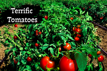 Tomatoes growing on tomato plants