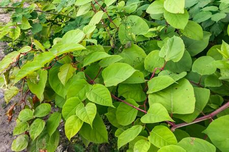 A green bush.