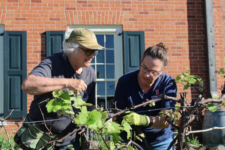 Two people working together to prune a small shrub