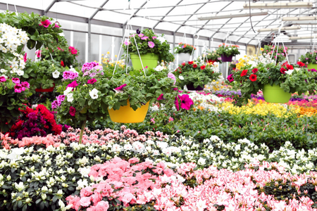 Flowers growing in a greenhouse.