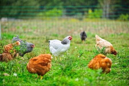 Brown, white, and black chickens grazing in a fenced area.