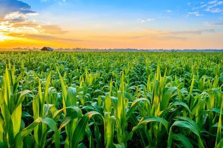 sunrise over a corn field