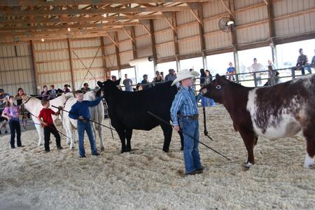 Henry County 4-H members showing beef in the ring