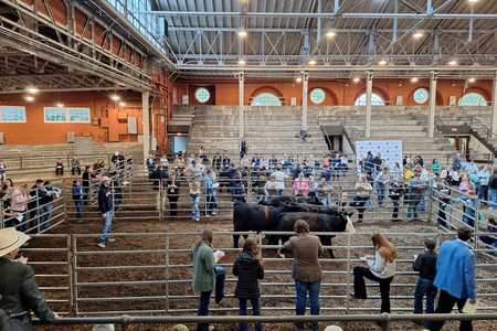 Aerial view of the judging arena filled with youth and animals.