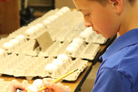 Youth examines a tray of eggs.