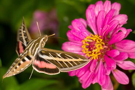 A brown with a pink stripe hummingbird moth using its proboscis to collect nectar from a pink zinnia flower. 