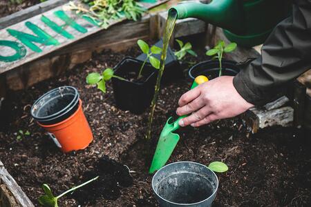 planting a garden
