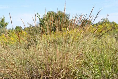 a field of grass