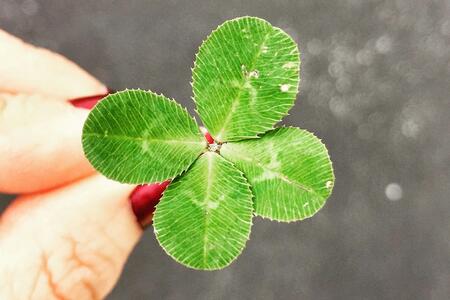 4-H clover being held