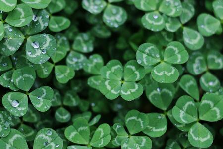 4-H clover patch