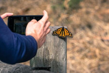 a person takes a photo of a monarch butterfly