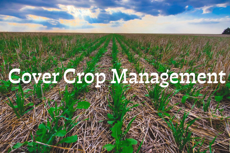 cover crops growing in a field with crop residue