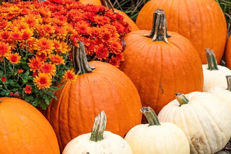 Orange mums and pumpkins sit on the ground.
