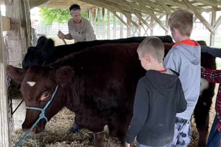youth standing by a black cow