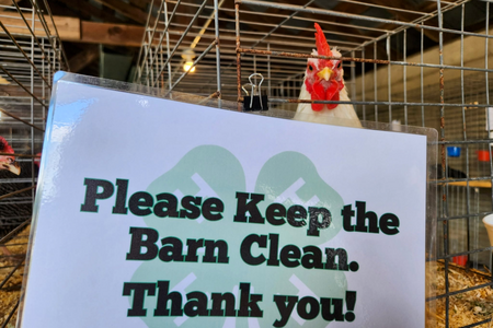 A chicken peers over a sign that reads "Please keep the barn clean. Thank you!"