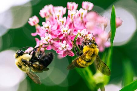 close-up of two bees on a pink and white flower