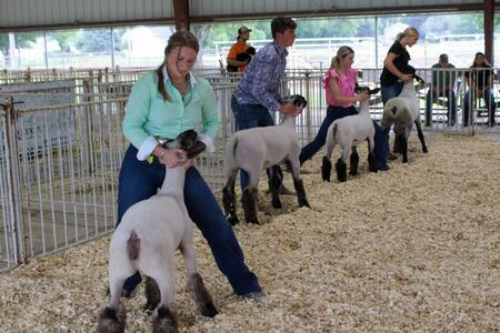Master Showmanship contestants (from left to right) Toby Behrends, Owen Cady, Lydia Hardy and Karlie Schultz.