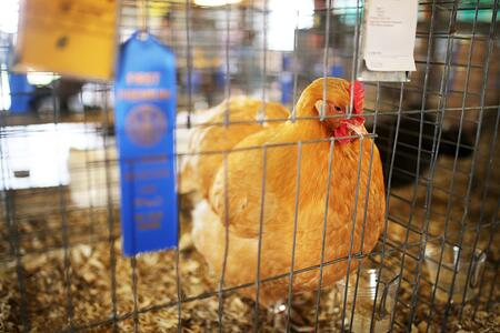 Blue Ribbon Winning Gold Comet Hen Chicken Shown at County Fair.