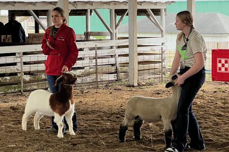 two girls showing sheep