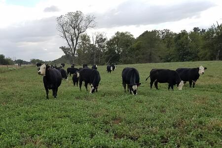 black cows grazing in a field