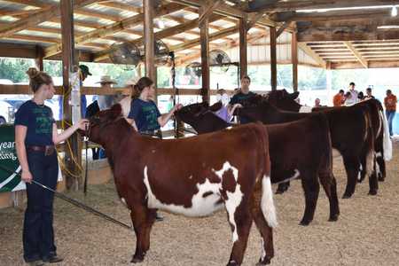 4-H'ers present their beef for judging