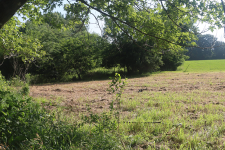 A mowed field framed by trees. The site of the prairie restoration project.