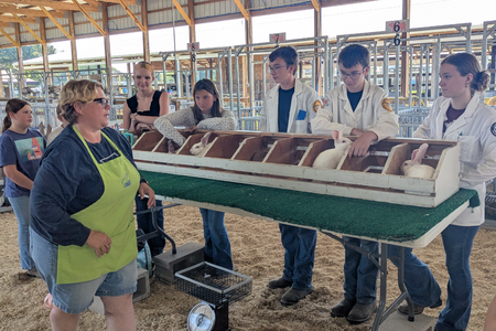 4-H'ers have their rabbits judged at the fair