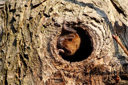 A brown bat in a knot hole in a tree
